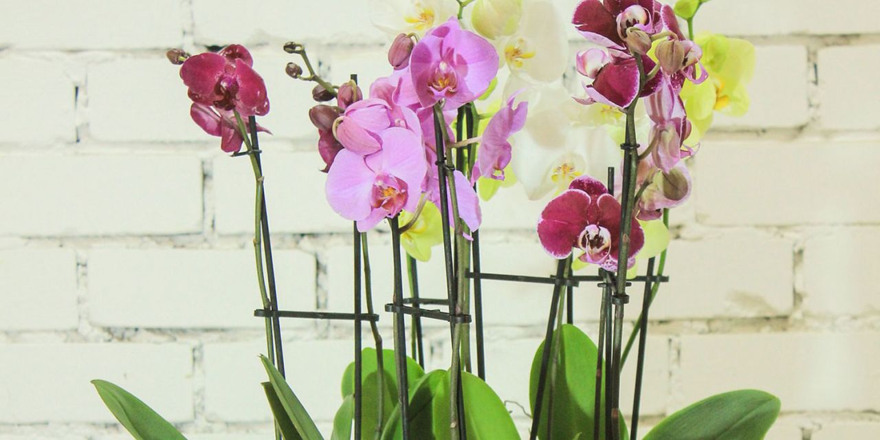 Pet Safe Blooms - Orchids
