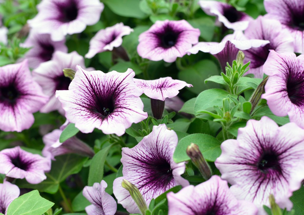 Pet Safe Blooms - Petunias