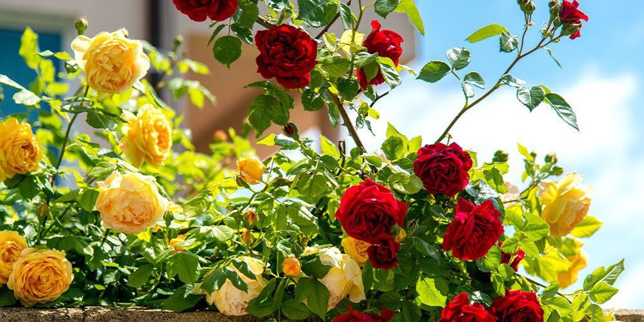 Pet Safe Blooms-Roses