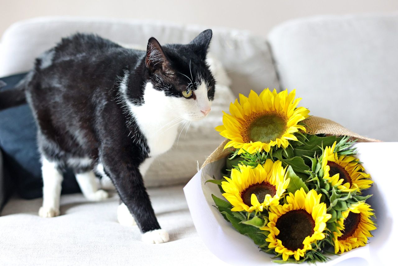 Pet Safe Blooms - Sunflowers