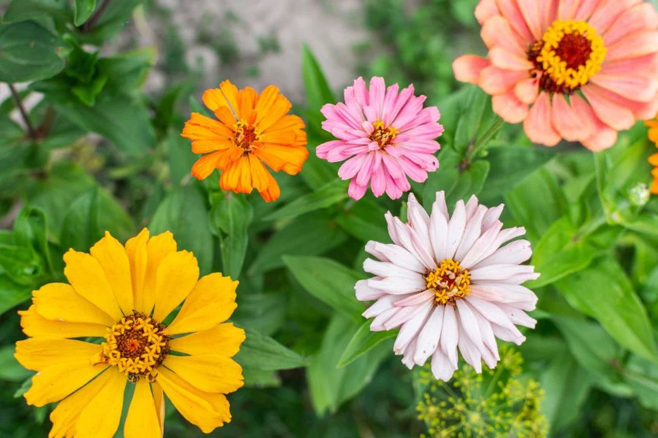 Pet-Safe-Blooms-Zinnias