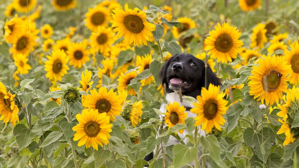 Pet Safe Blooms to Plant in Your Garden