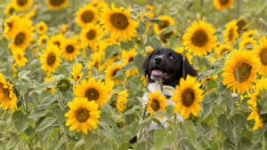 Pet Safe Blooms to Plant in Your Garden