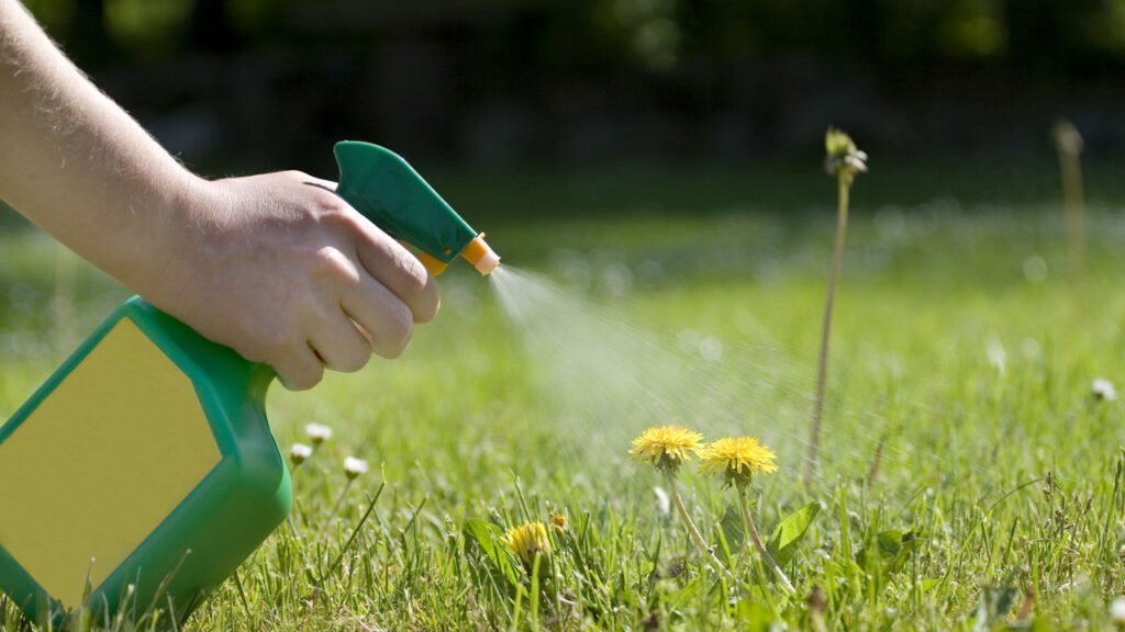 Best Pet Safe Weed Killer to Buy on Amazon