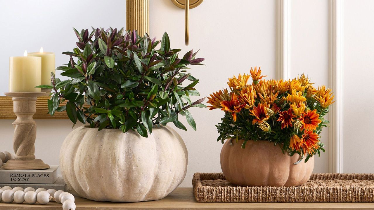 Pottery Barn 2025 fall collection - Terracotta Pumpkin Cachepots