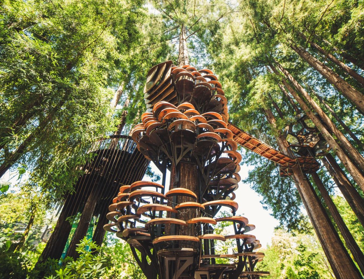 Redwood Ripple by O2 Treehouse