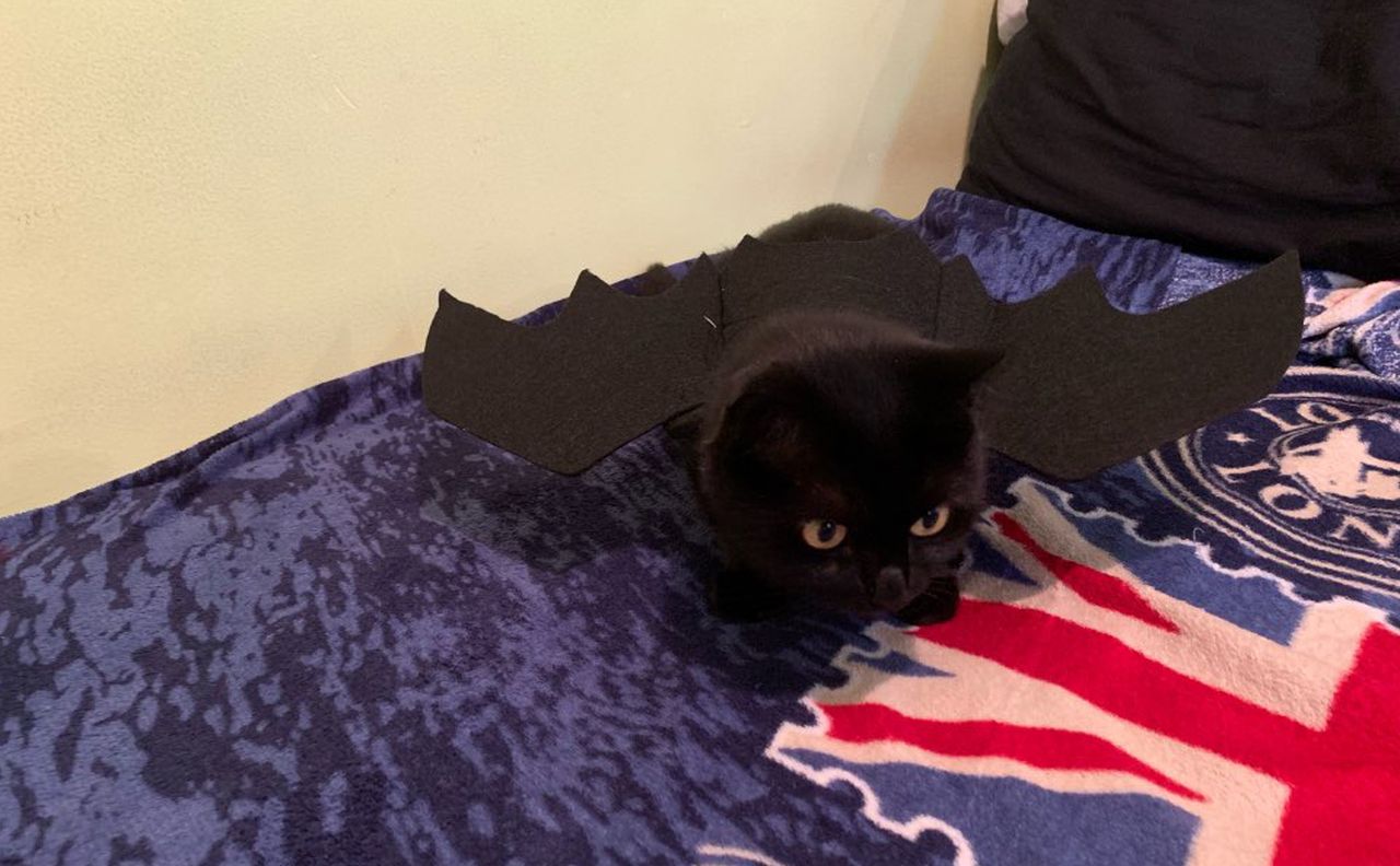 Bat Wings Pet Costume