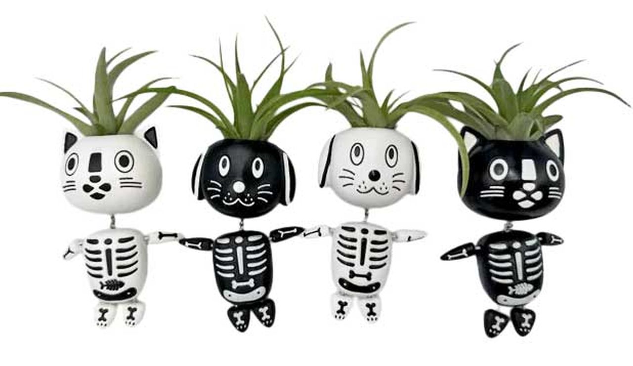 Bow Wow and Meow Tillandsia Planters - Trader Joe's