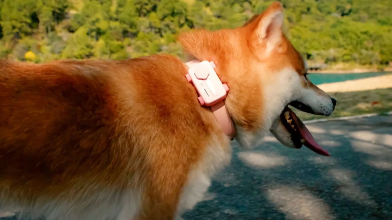 GlocalMe PetPhone – First Smartphone Designed For Pet