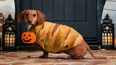 Pillsbury Unveils Limited Edition Crescent Mummy Dog Costume for Weiner Dogs