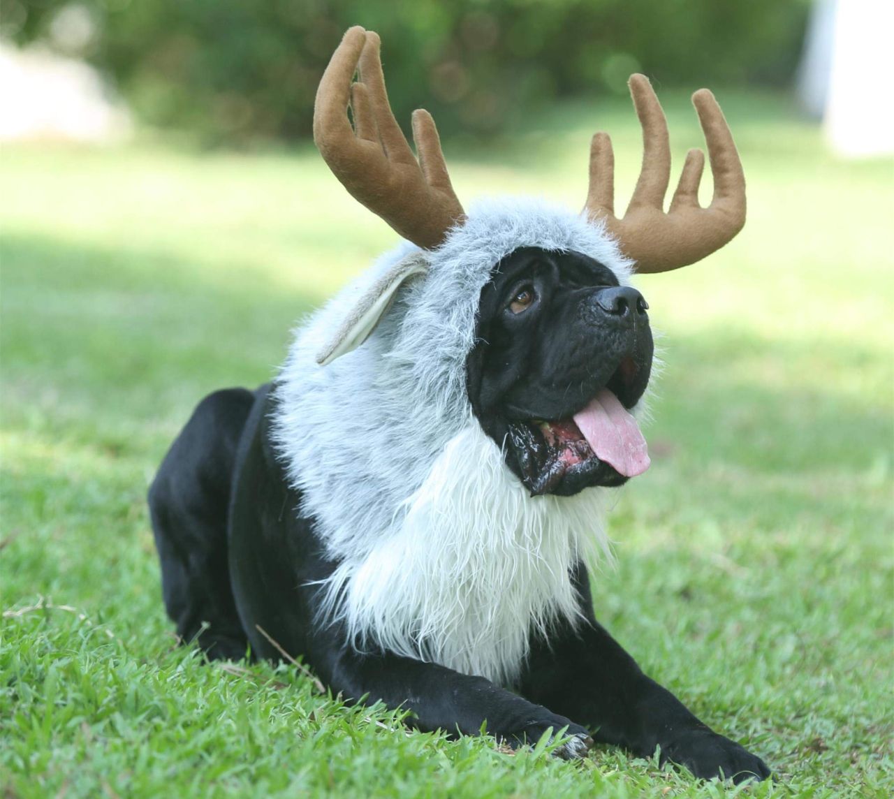 Reindeer Moose Costume 