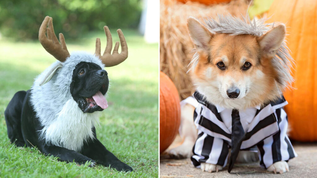 These Halloween Pet Costumes on Amazon are Sure to win Hearts