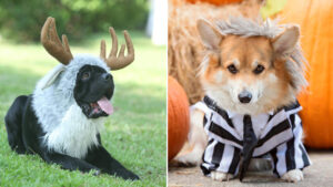 These Halloween Pet Costumes on Amazon are Sure to win Hearts