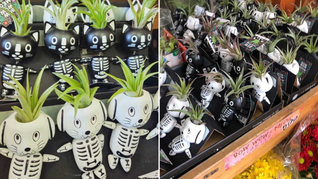 Trader Joe's -Bow Wow and Meow Tillandsia Planters