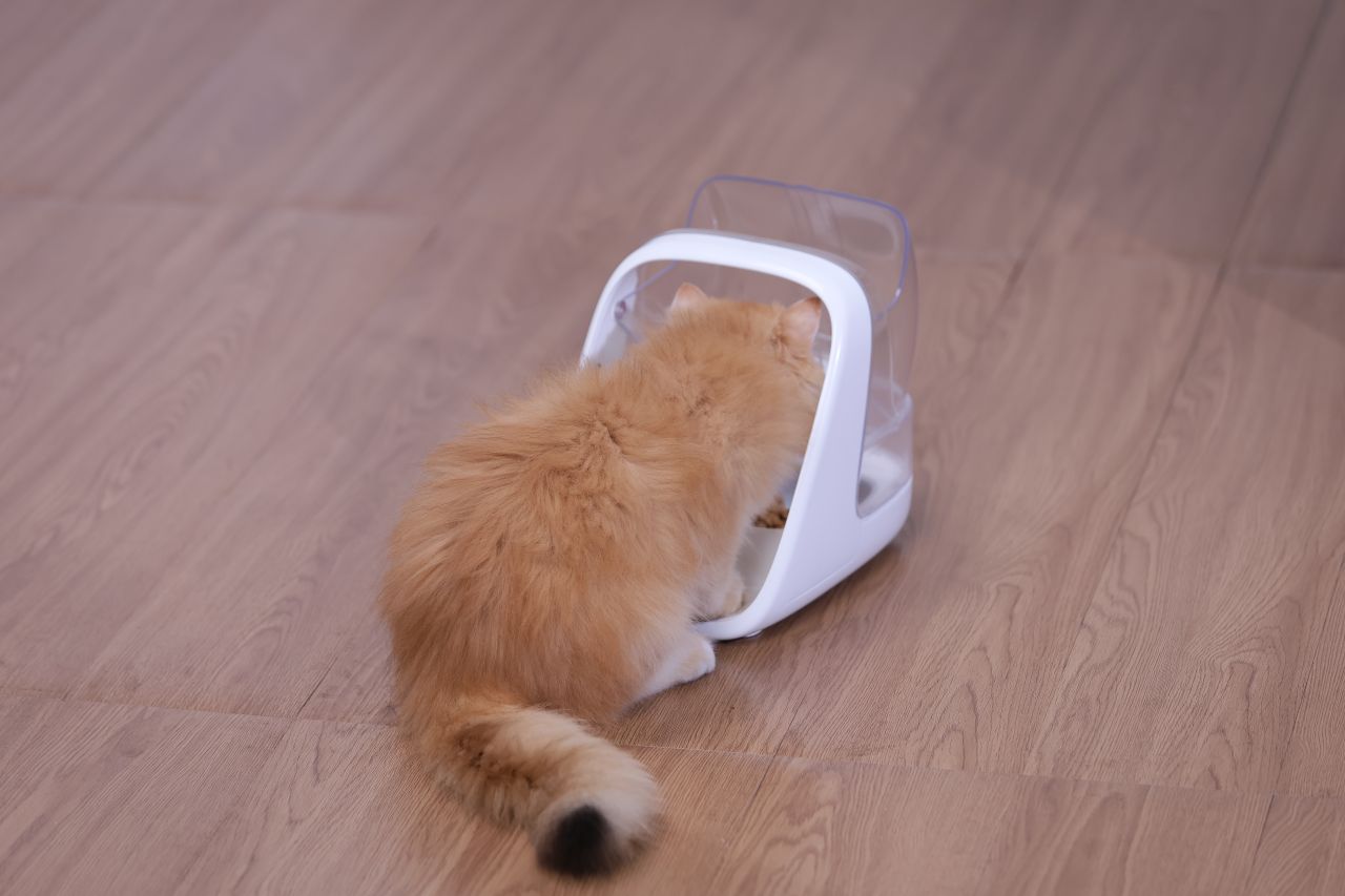 ePawDen Microchip Pet Feeder