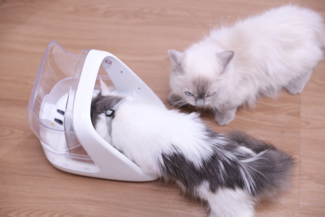 ePawDen Microchip Pet Feeder