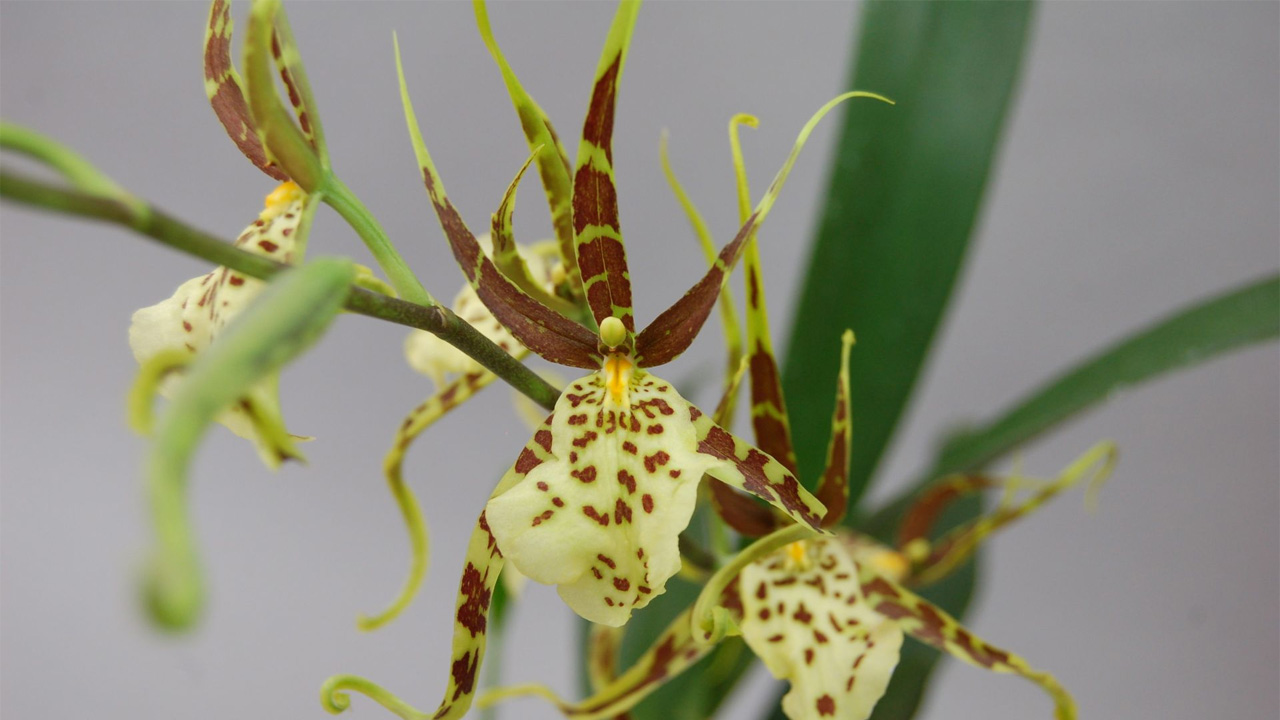 This plants looks like creepy spiders.