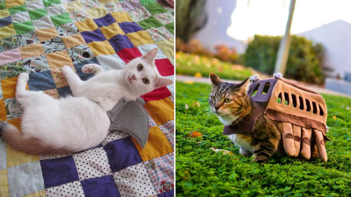 DIY Halloween Costume Ideas for Cats That're Simply Purrrrfect