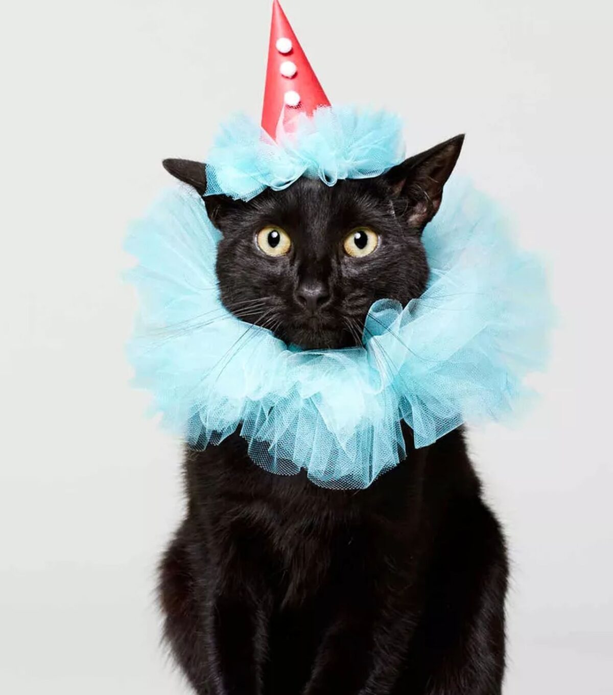 DIY Halloween Costume Ideas for Cats That're Simply Purrrrfect