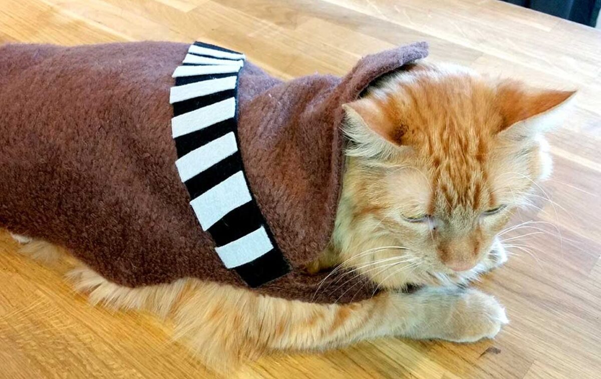 DIY Halloween Costume Ideas for Cats That're Simply Purrrrfect
