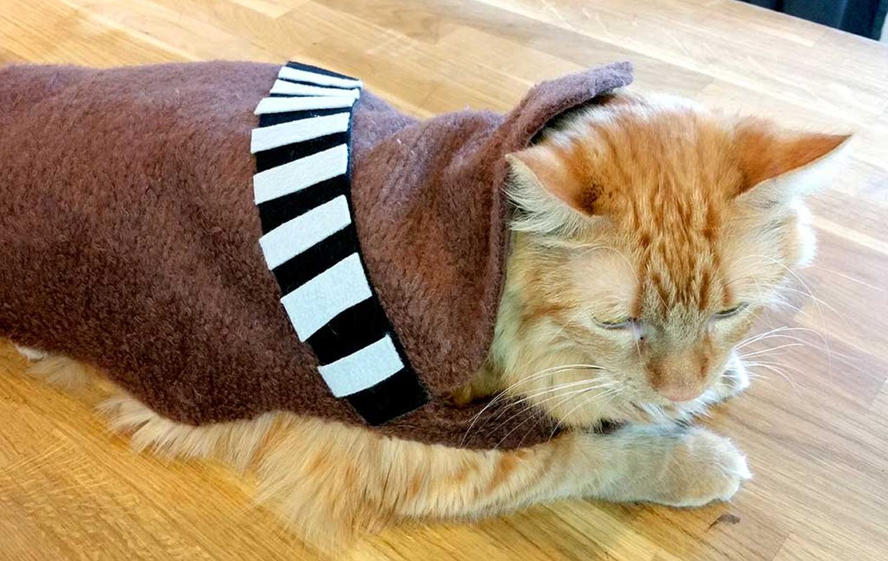 DIY Cat Costumes for Halloween - DIY Chewbacca Cat Costume