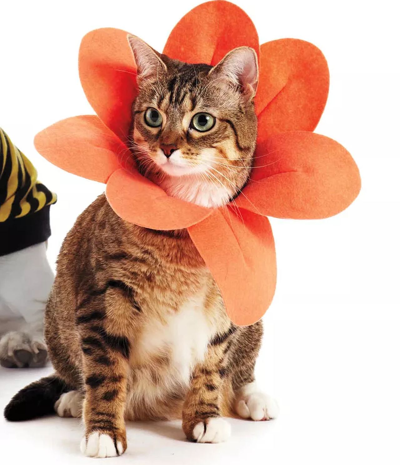 DIY Cat Costumes for Halloween - Flower Petal Pet Costume