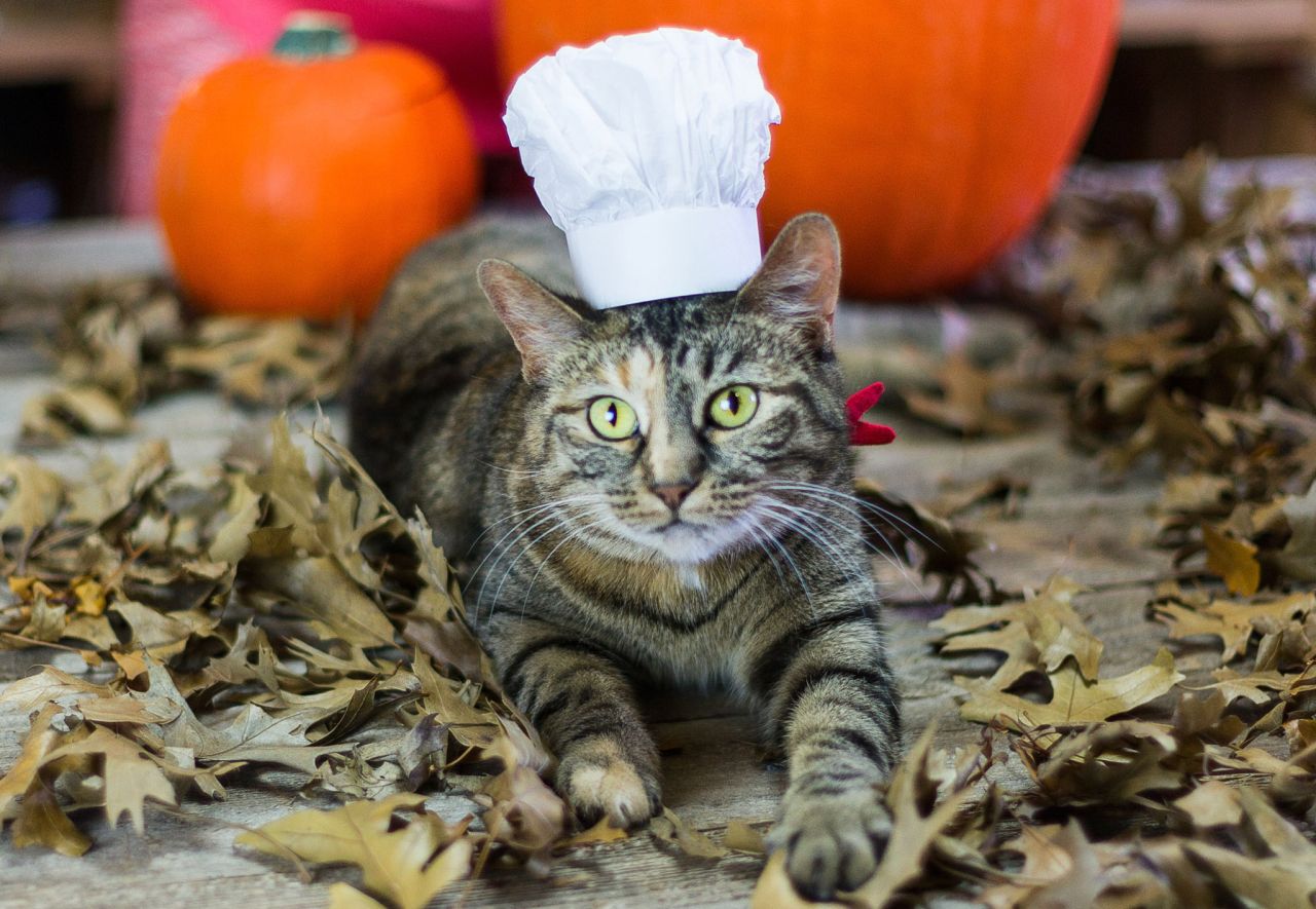 DIY Cat Costumes for Halloween - French Chef Cat Costume