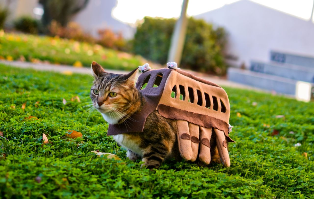 DIY Cat Costumes for Halloween - Ghibli Bus Cat Costume