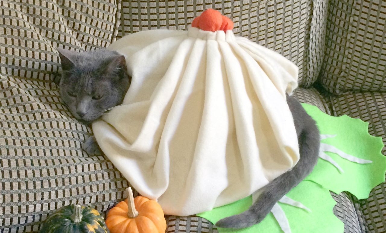 DIY Cat Costumes for Halloween - Soup Dumpling Cat Costume
