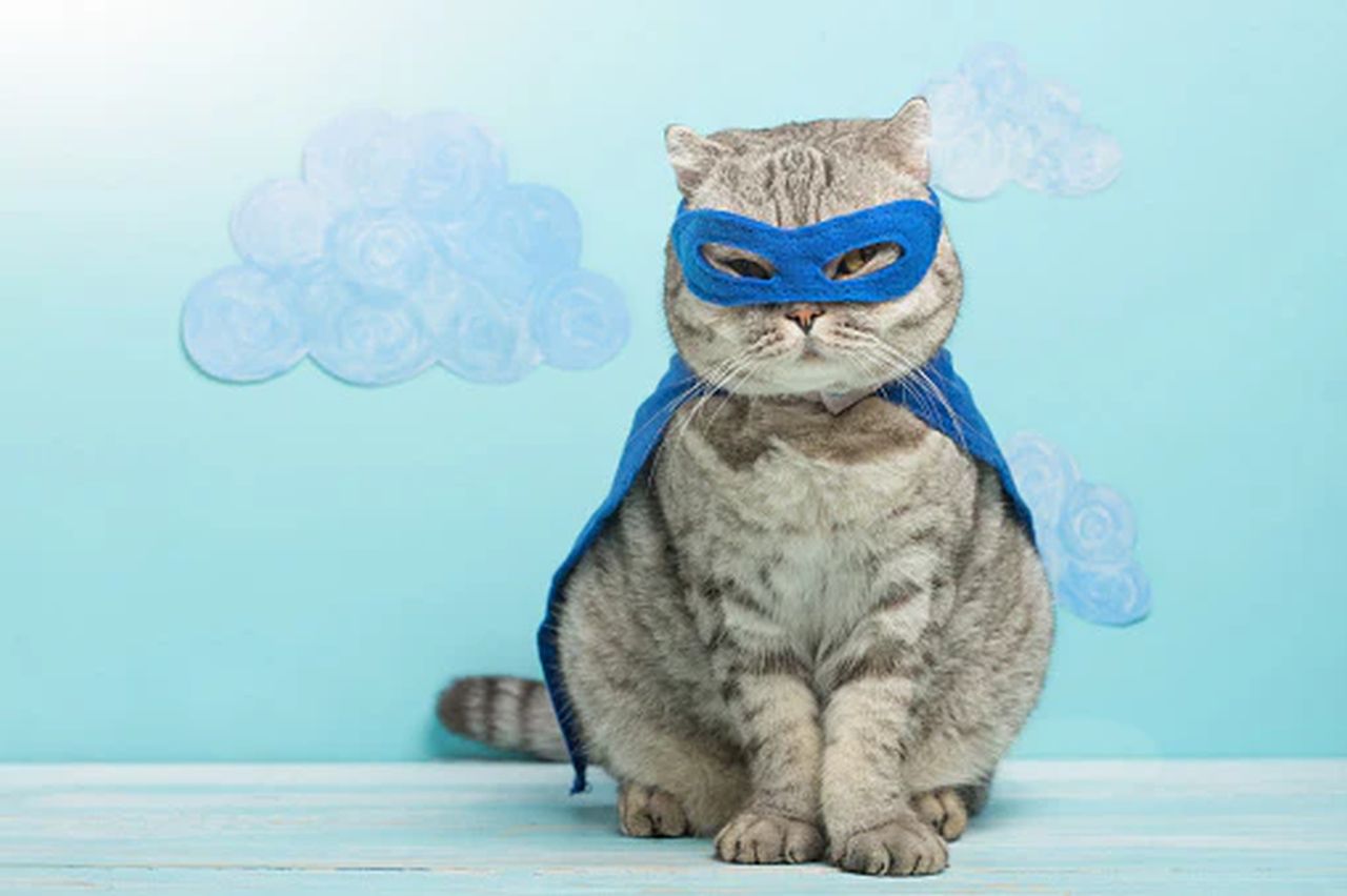 DIY Cat Costumes for Halloween - Super Cat Costume
