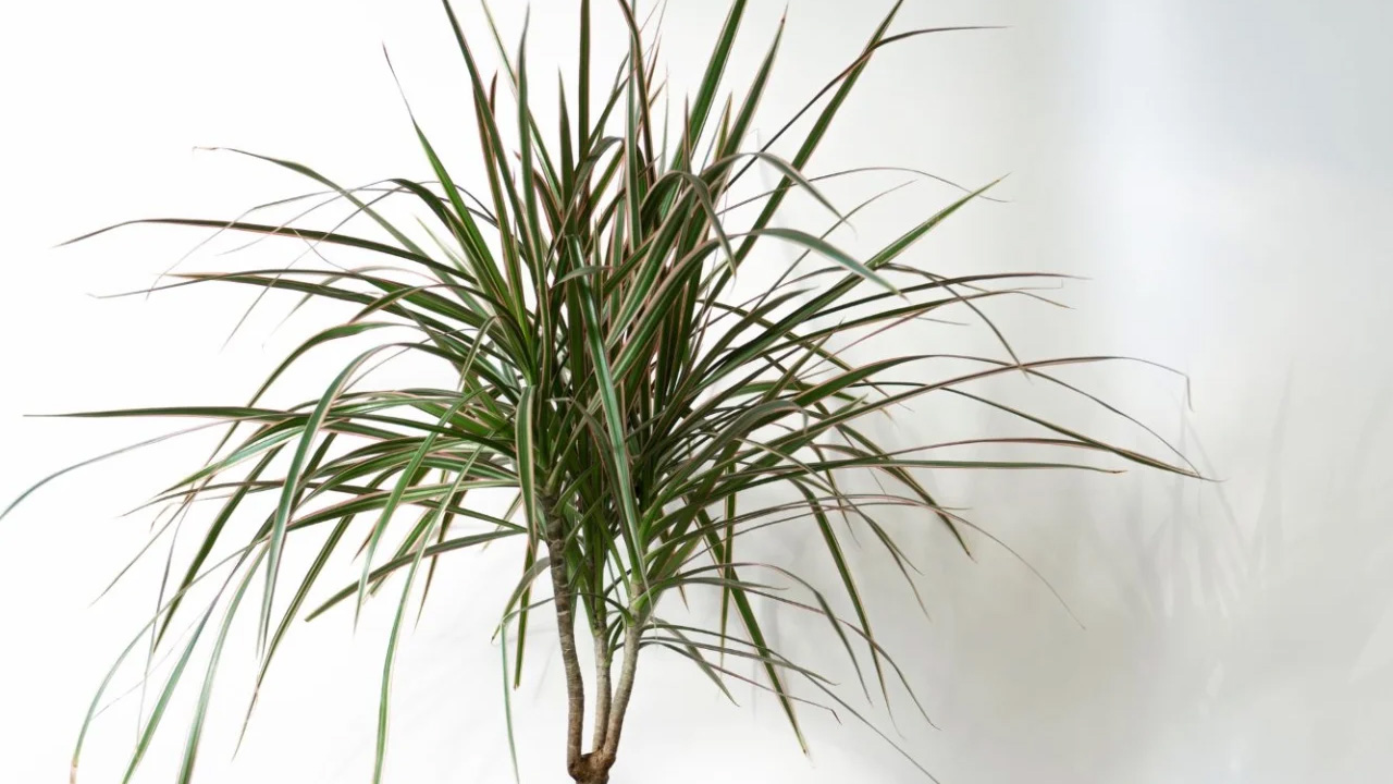 It has pointy and long leaves that look eerie
