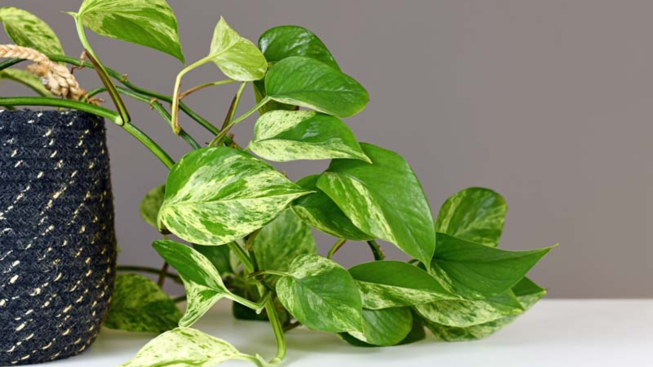 This plant has lovely shades of green and yellow