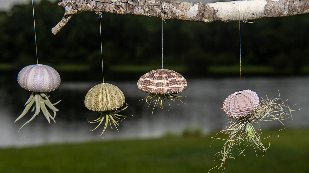 Hanging jellyfish not only looks pretty but quite unique as well