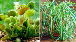 Boost up Your Halloween Décor With These Spooky Plants 8 Ominous-Looking Plants That Give off Eerie Witchy Vibes