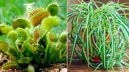 8 Ominous-Looking Plants That Give off Eerie Witchy Vibes