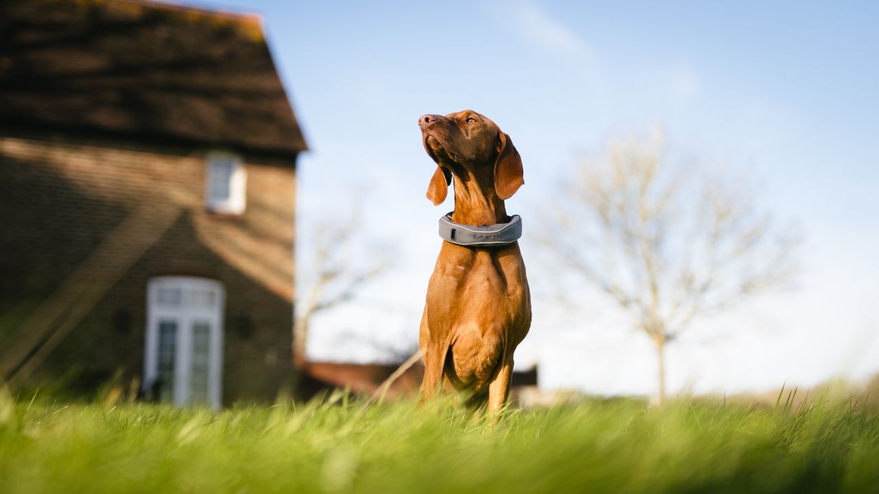 SATELLAI GPS tracker collar
