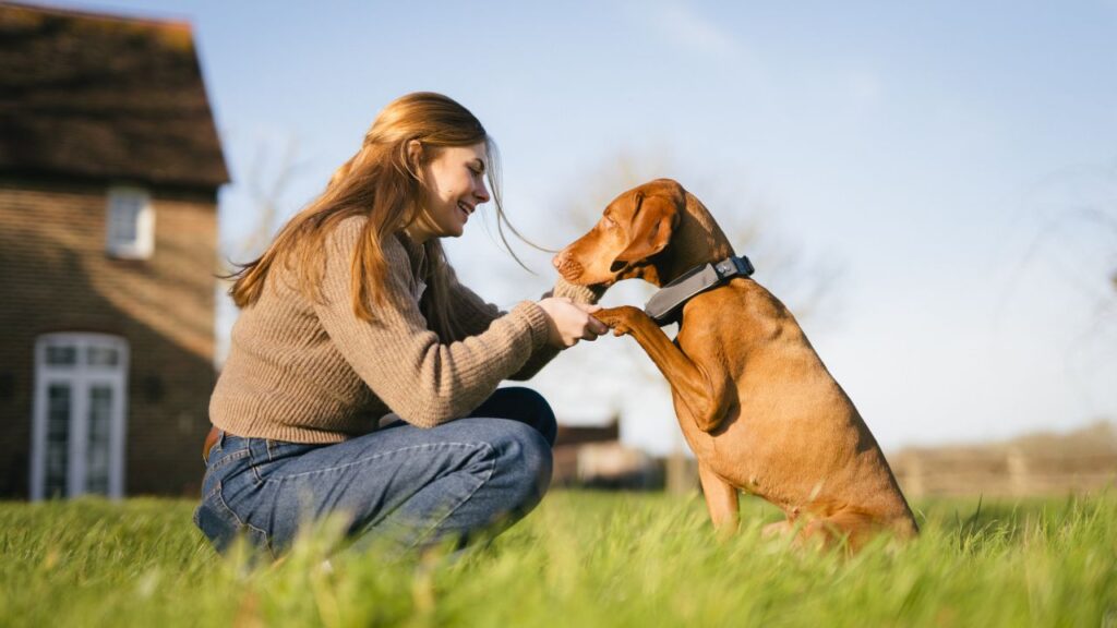 SATELLAI GPS tracker collar
