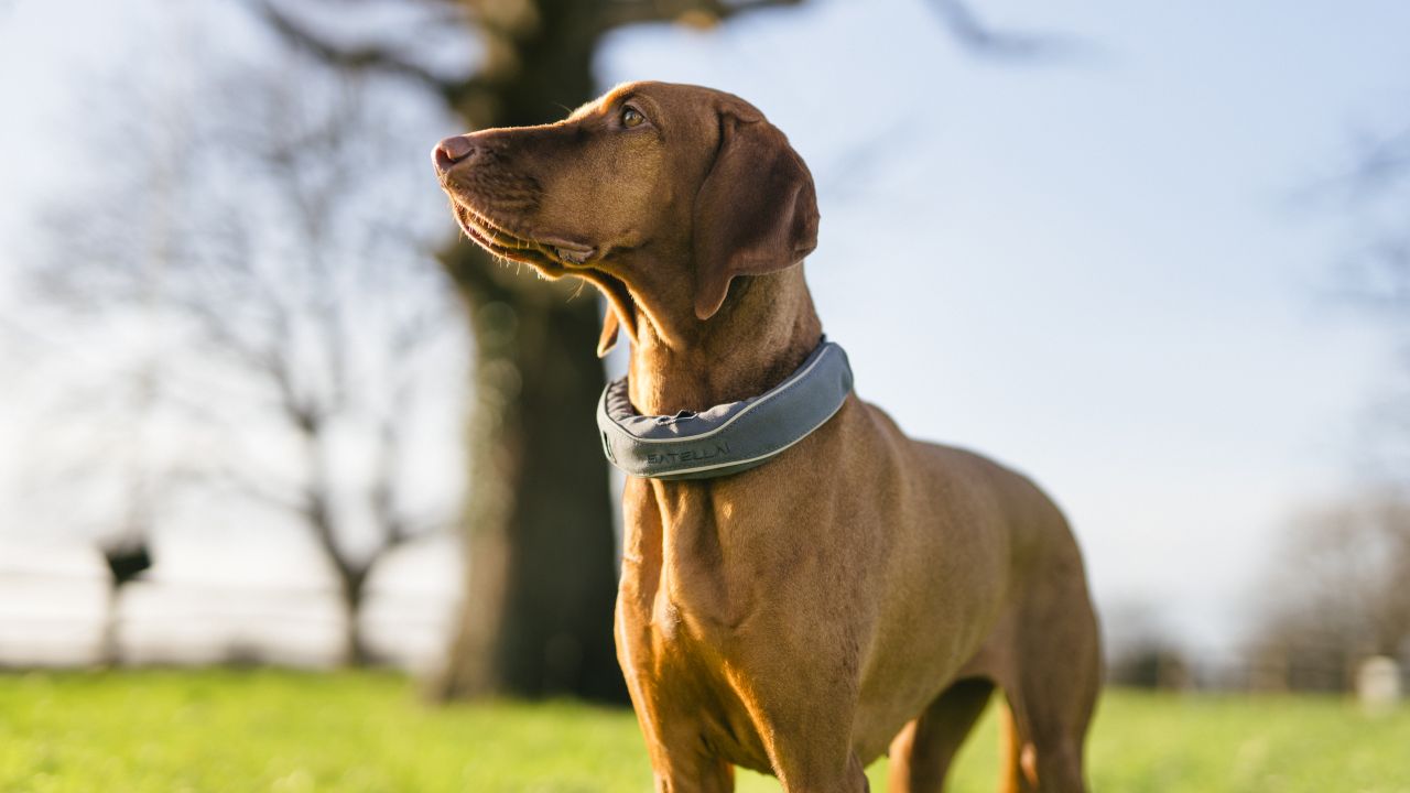 SATELLAI GPS tracker collar