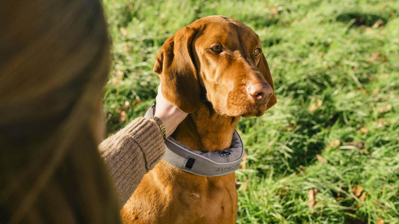 SATELLAI GPS tracker collar