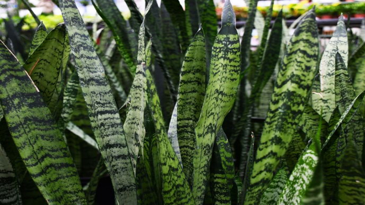 This plants looks like snake with green stripes