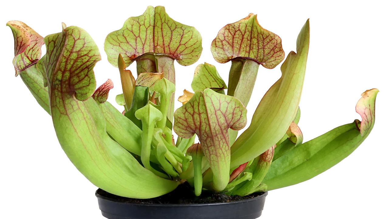 A strange plant with hooded appearance