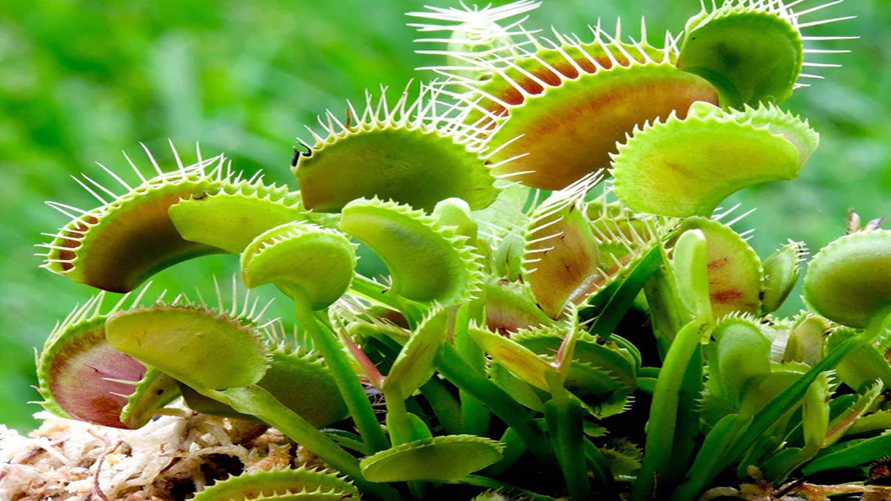 This plant has spiky mouth with bright green color