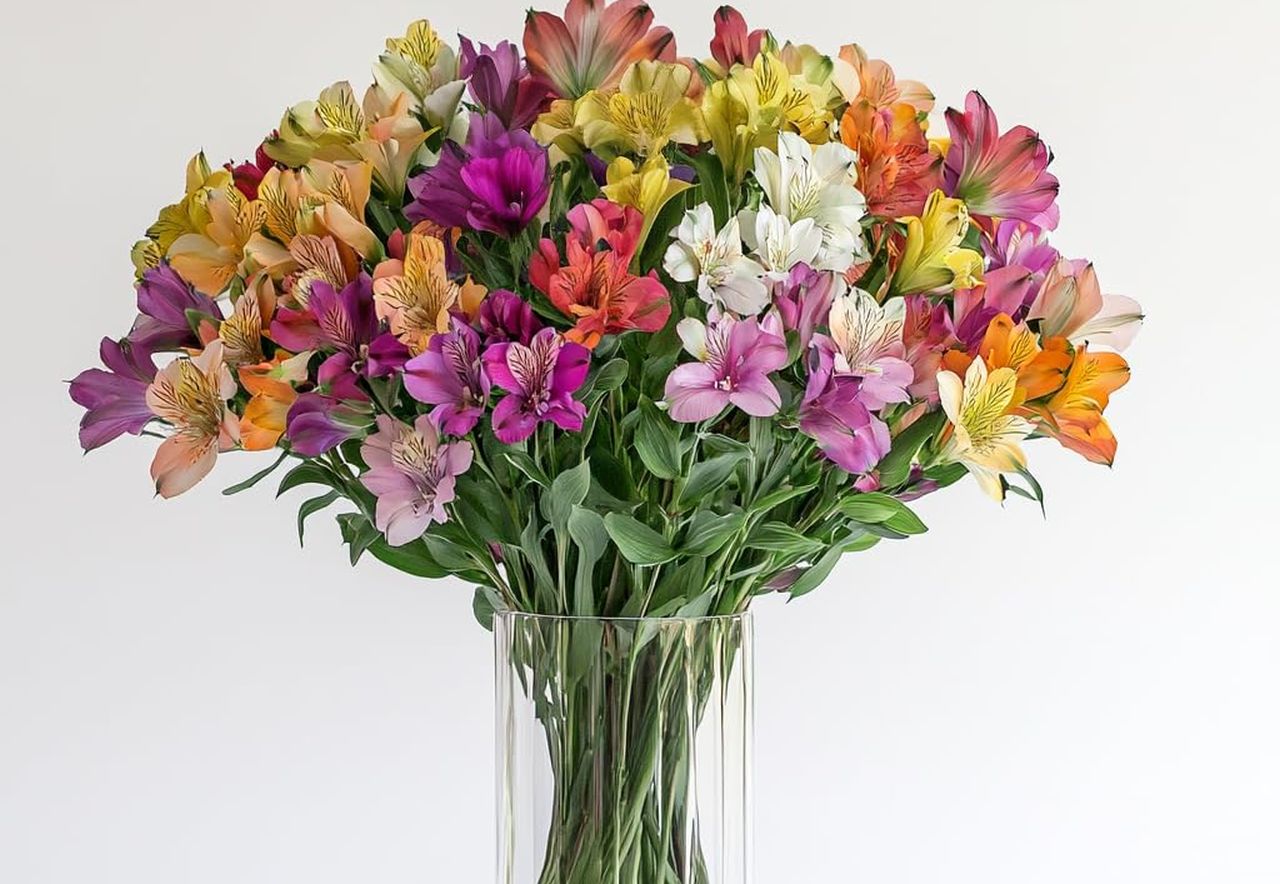 Alstroemeria Flowers