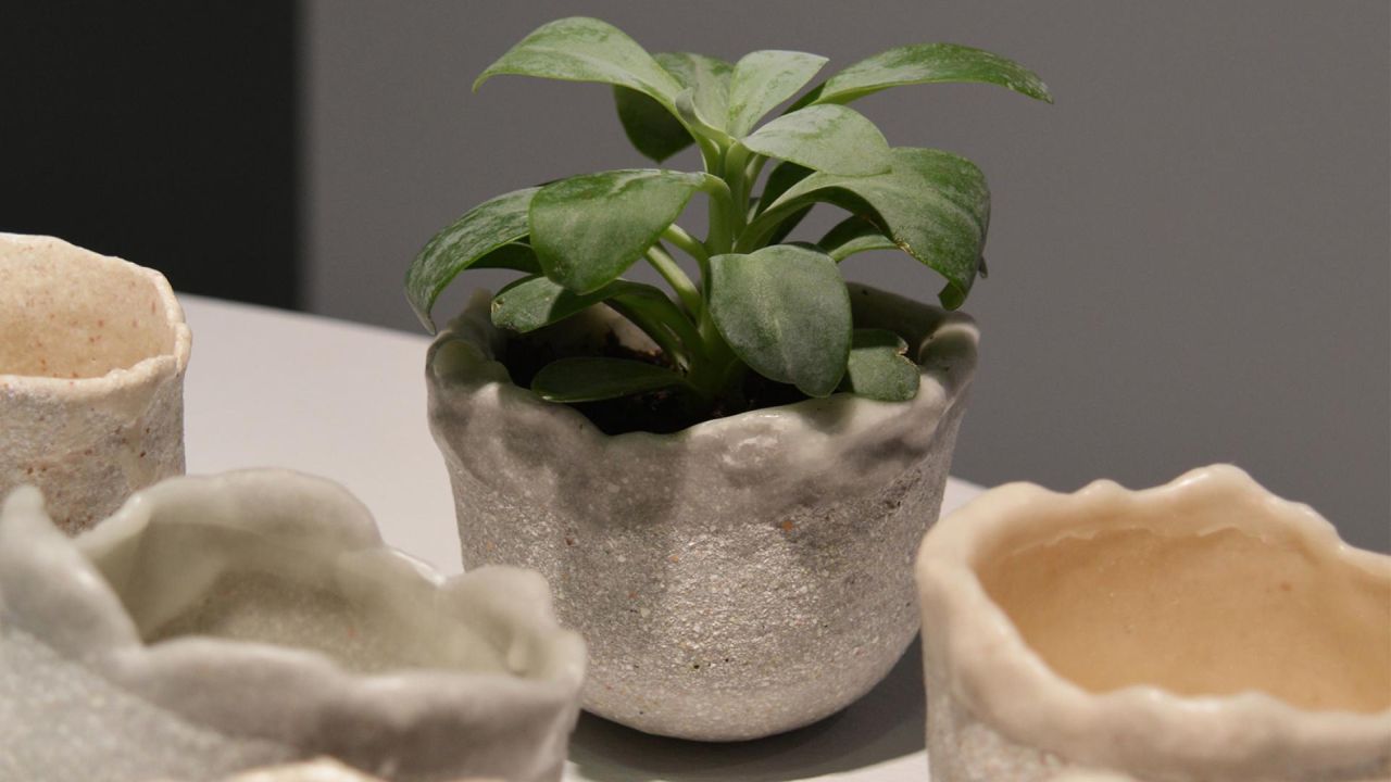 Eggshell Re-Planter with plant