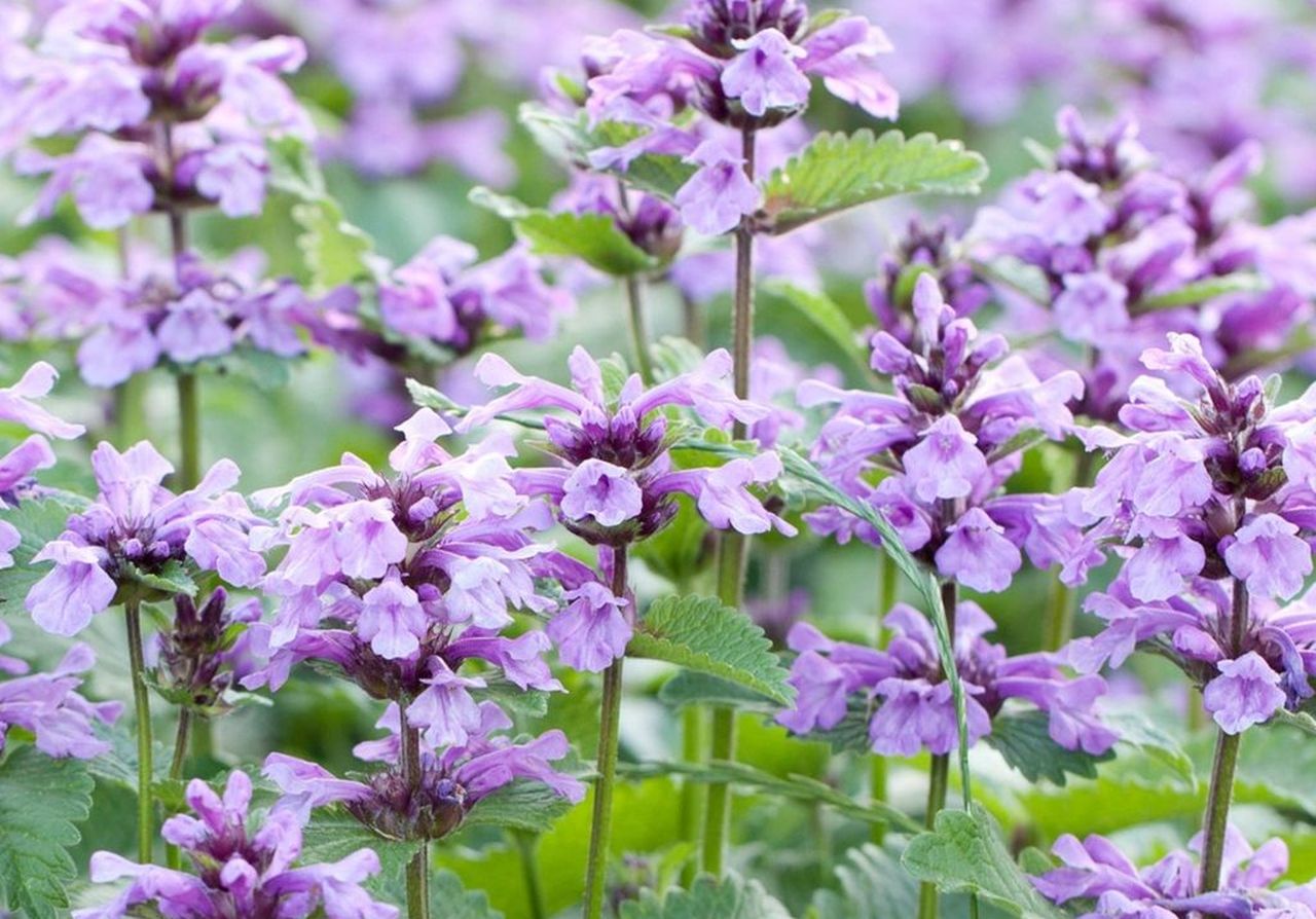 Perennials to Plant in Fall - Catmint