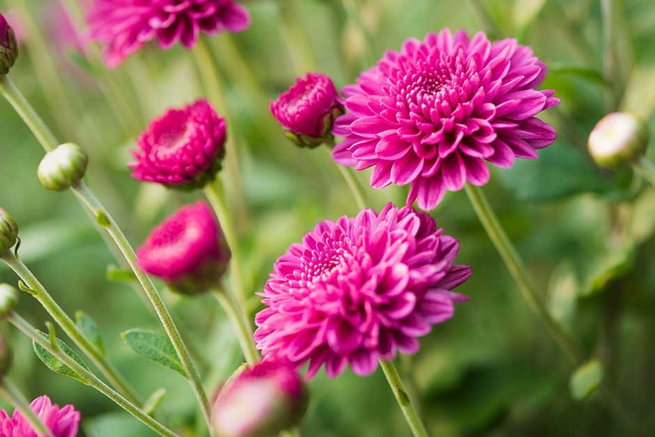 Perennials to Plant in Fall - Chrysanthemums