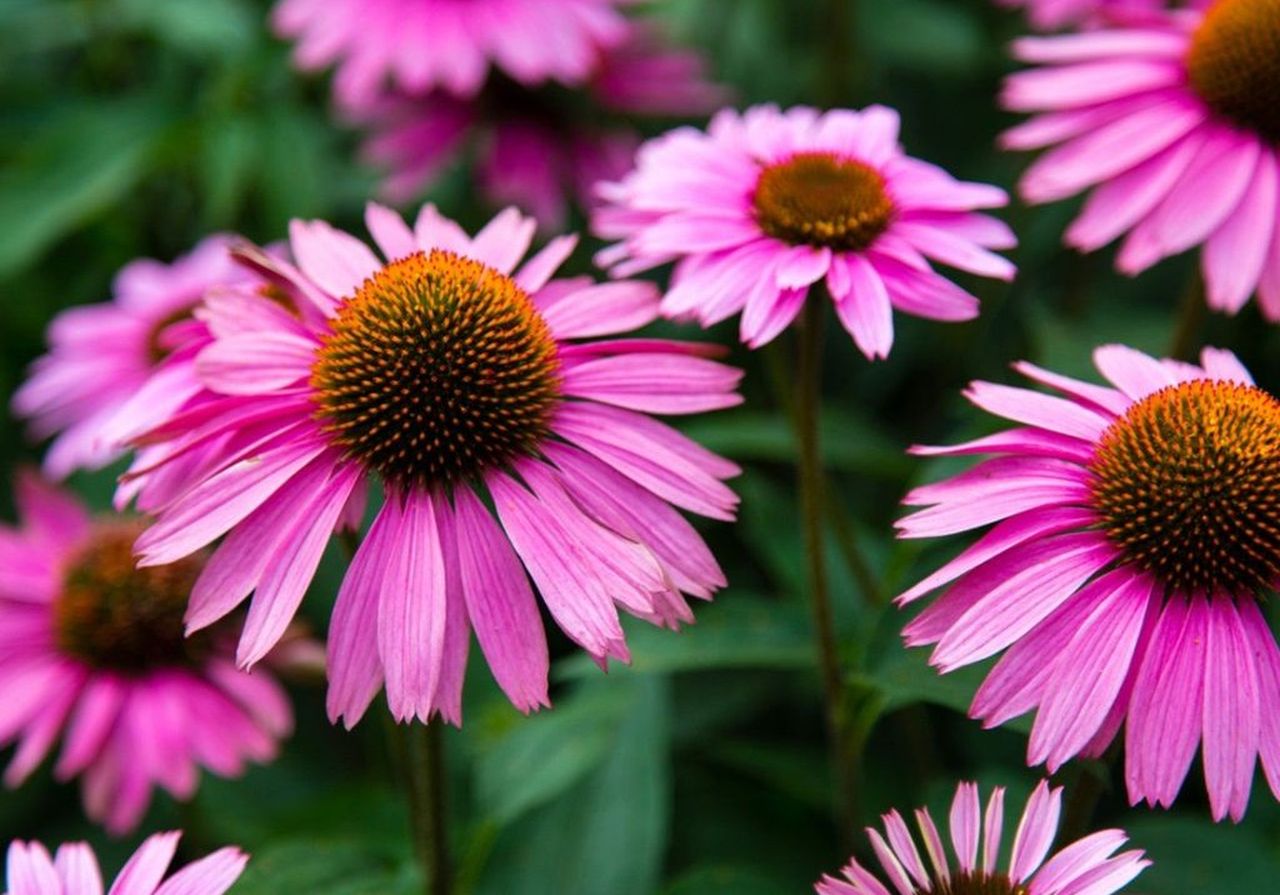 Perennials to Plant in Fall - Coneflower
