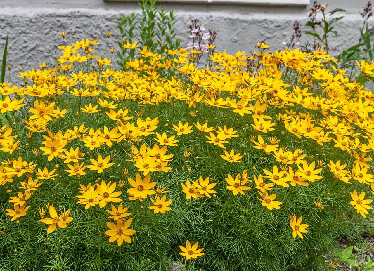Perennials to Plant in Fall - Coreopsis