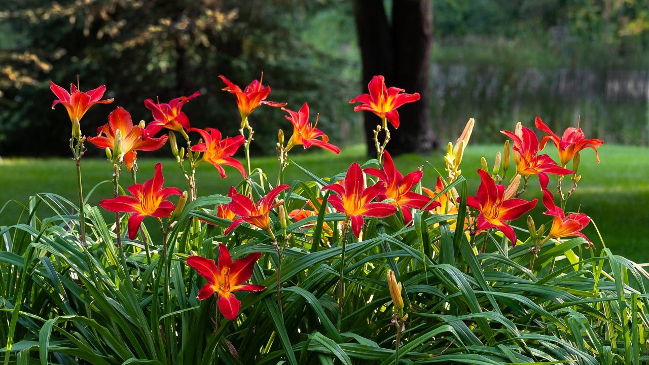 Perennials to Plant in Fall - Daylily