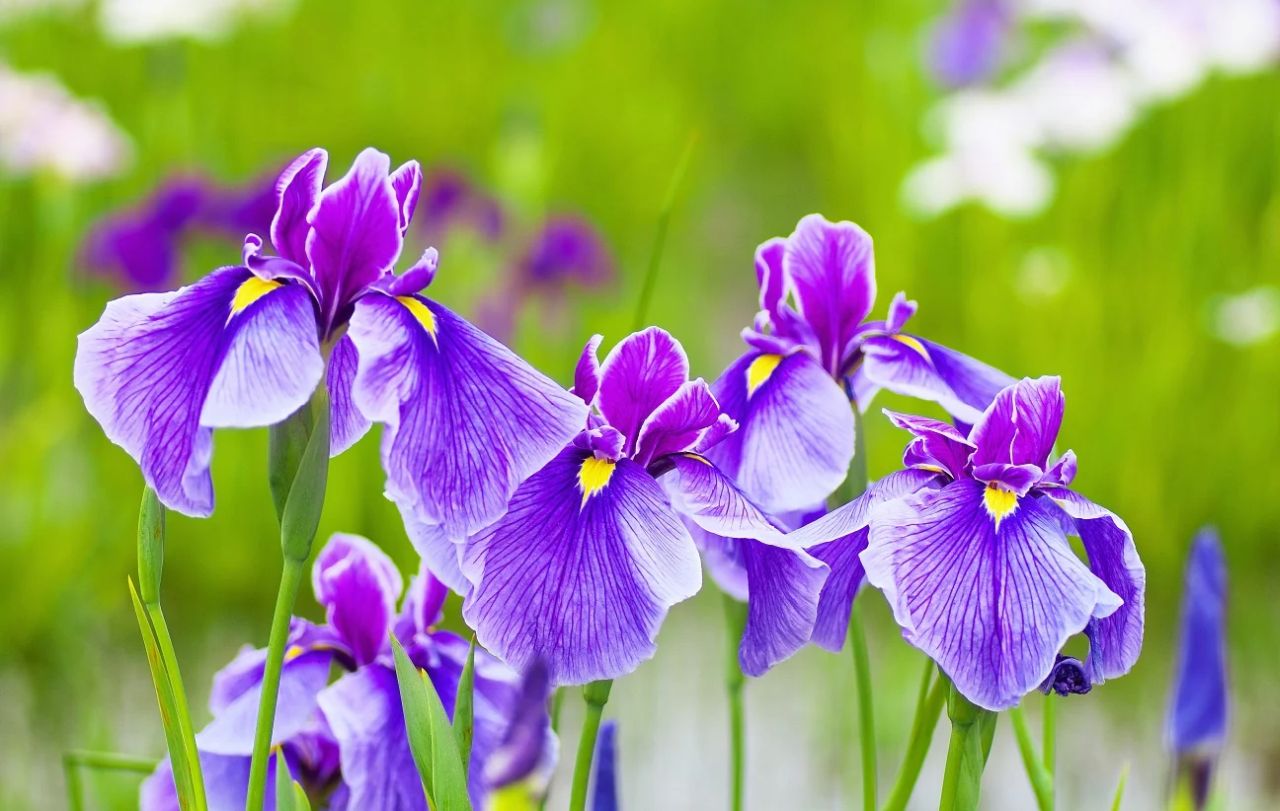 Perennials to Plant in Fall - Iris